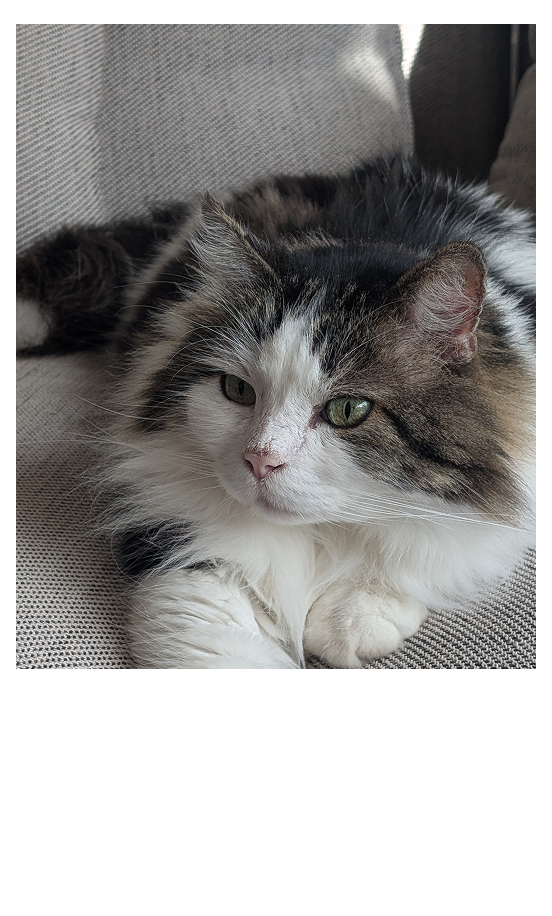 Mon chat